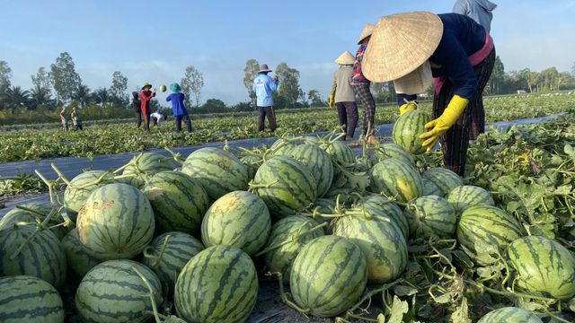 Vietnam Seedless Watermelon Fruit Competitive Price Bulk Quantity For Sale - Image 4