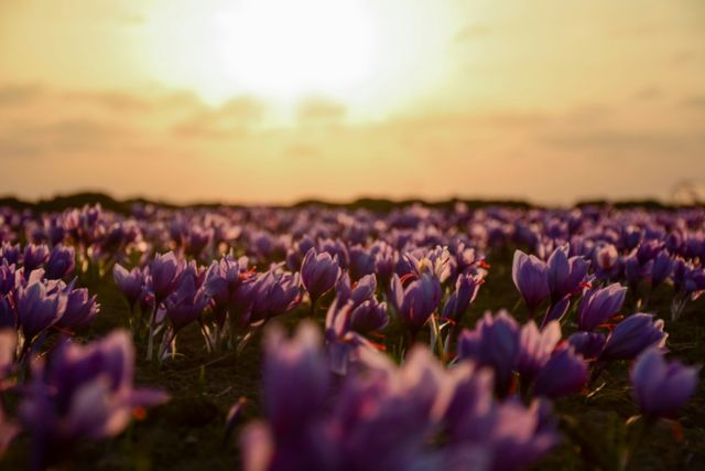 Iranian Saffron Super Negin Grade 1 - Image 5