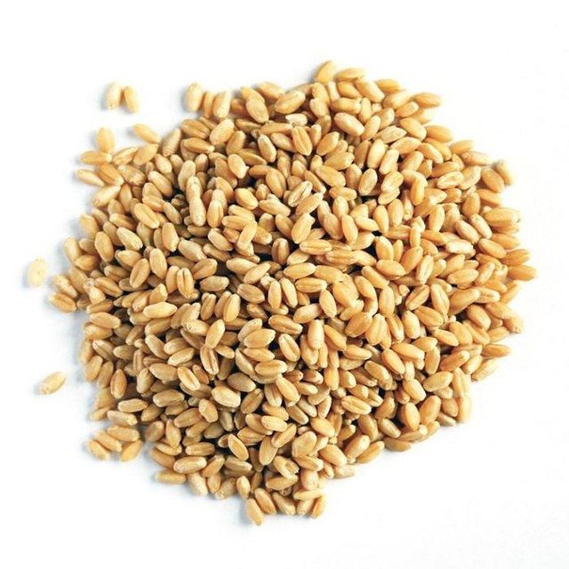 Barley Grains Premium Barley Seeds/Animal Feed Barley - Image 3