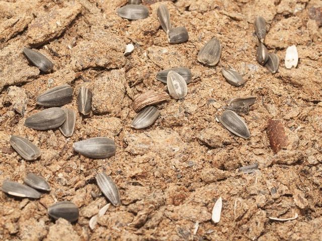 High Protein Sunflower Meal for Animal feed - Image 3