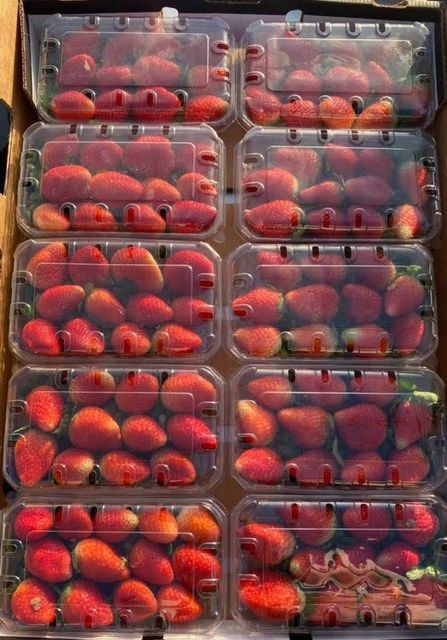 Premium South African Strawberries Organic Yes Freshness High Quality Premium Export Grade Yes Origin South Africa Shelf Life Consistent - Image 3