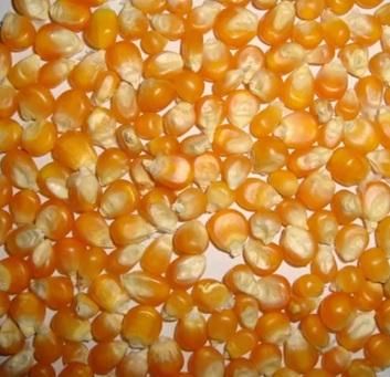 YELLOW CORN for Human Consumption & Animal Feed - Image 2