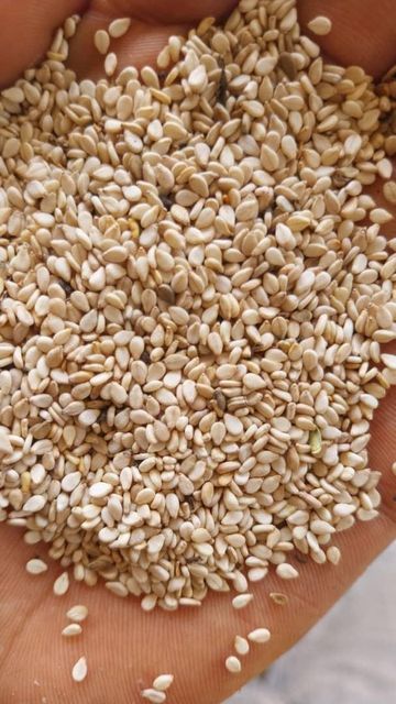 Semsem Seed - Image 3