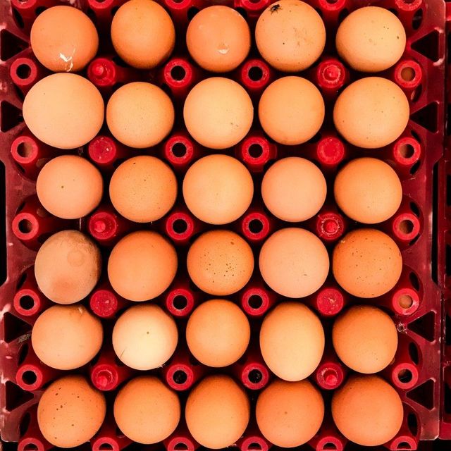 Premium White Shell Fresh Table Eggs Processed With Care For Export Supply And Overseas Food Buyer - Image 4