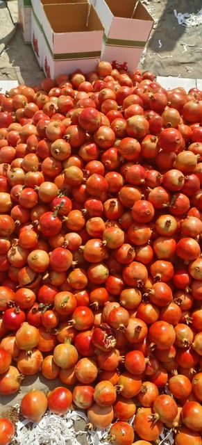 Pomegranates - Image 1