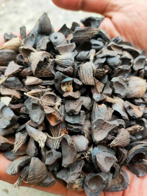 Palm kernel shells,Palm kernel nuts,Palm kernel fruit Ash Content Low Oil Content High Calorific Value High Oil Extraction Rate High - Image 3