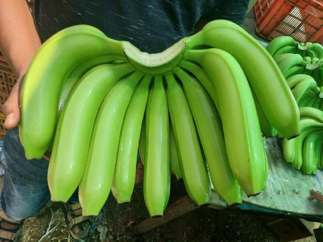 VIETNAM CAVENDISH Tropical Banana- Wholesale banana fresh /dried /Frozen Bananas - Image 3