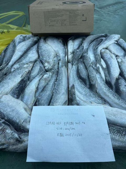 Frozen Herring Fish Export Ready Whole Seafood Selection For Retail Packaging And Bulk Market Demand Worldwide - Image 1