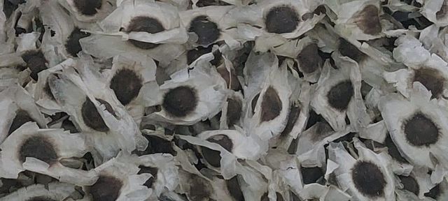 Moringa Seeds - Image 2