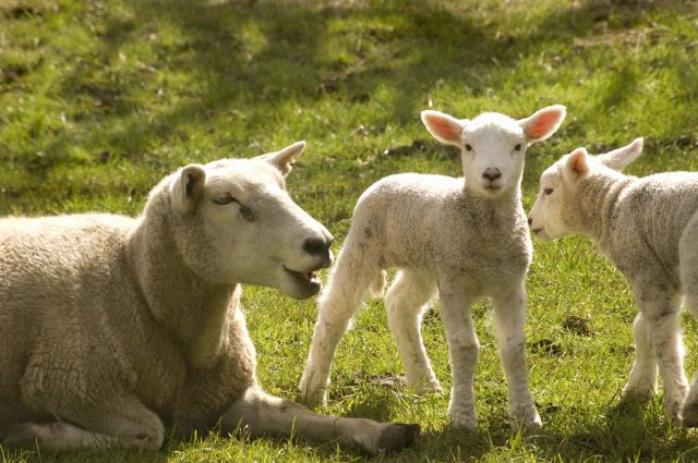 Cheap price live sheep ready for export with fast delivery and healthy condition - Image 2