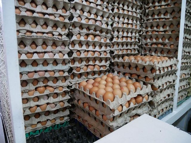 Premium Farm Fresh Chicken Eggs in Durable 30-Egg Trays – Wholesale Grade A Brown & White Eggs – Bulk Supply for Retailers, Distributors & Supermarkets - Image 3