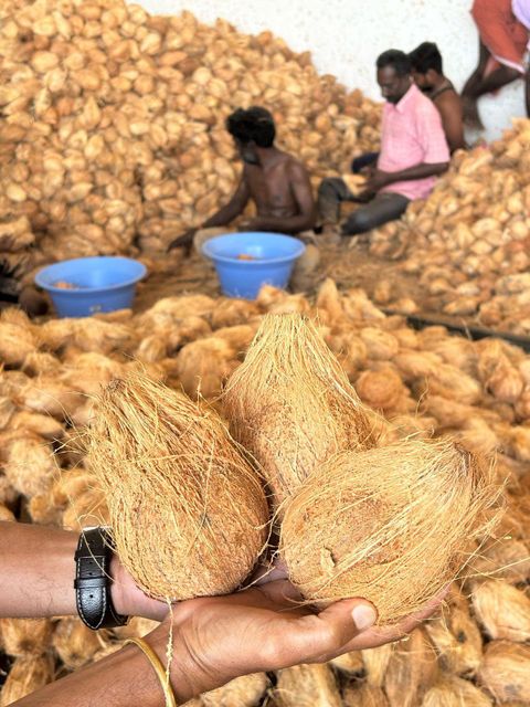 Fresh semi husked coconut from india Form Whole Organic Yes Origin India Degree of Processing Fresh - Image 3