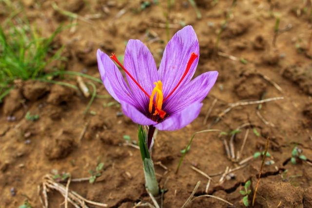 Premium Kashmiri Mongra Saffron - Image 1