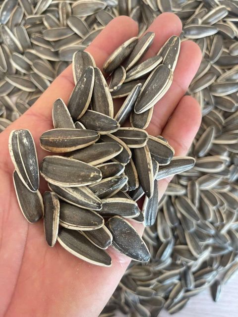 Sunflower Seed - Image 2