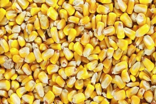 Yellow Maize - Image 1