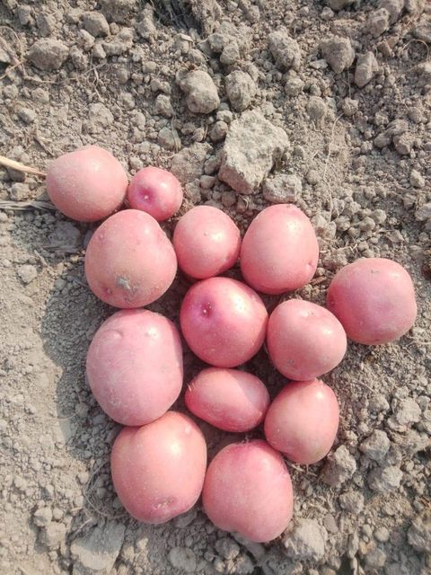 Local red round potatoes Product Type Fruits & Vegetables, Other Features Gluten-Free, Lactose-Free, Organic - Image 2