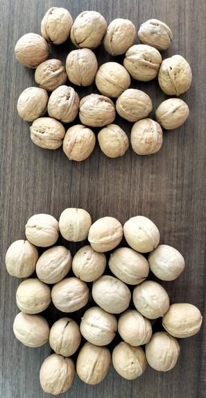 Premium Quality Fresh Walnuts in Shell for Global Wholesale Buyers - Image 2