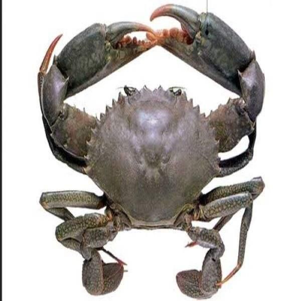 Fresh Crabs Premium Ocean Harvest With High Meat Yield For Frozen Seafood Distribution And International Buyer Supply - Image 5