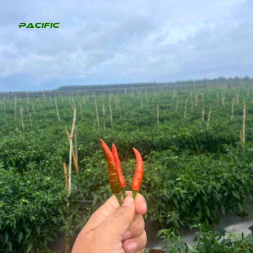 Red Chilli – product photo 4, product detail gallery