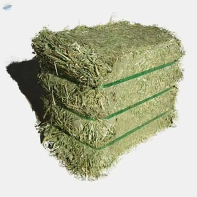 Timothy Hay Farm Fresh Green Fodder Ensuring Balanced Nutrition For Livestock Feeding - Image 2