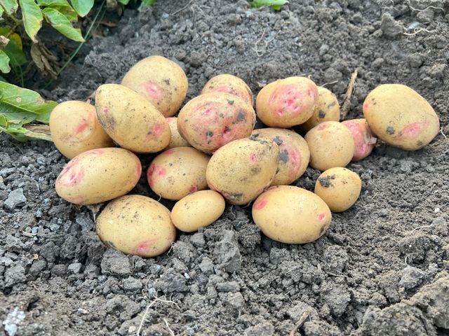 Potato - Image 3