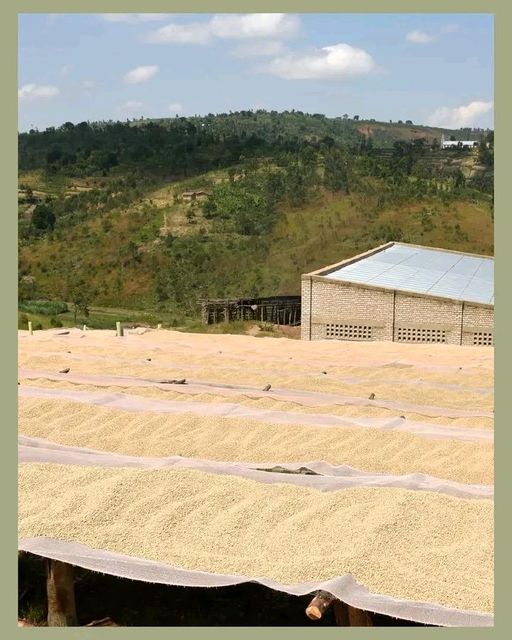 Burundi Arabica Green Coffee - Image 5