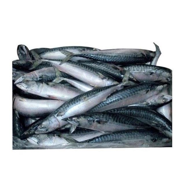frozen whole round mackerel fish manufacturer frozen pacific mackerel for sale wholesale - Image 1