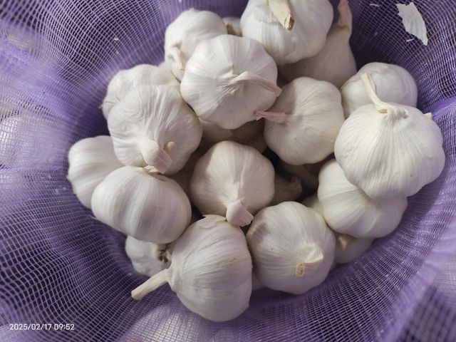 Fresh Chinese White Garlic 4.5–6.5cm – Bulk Premium Cooking Garlic - Image 3