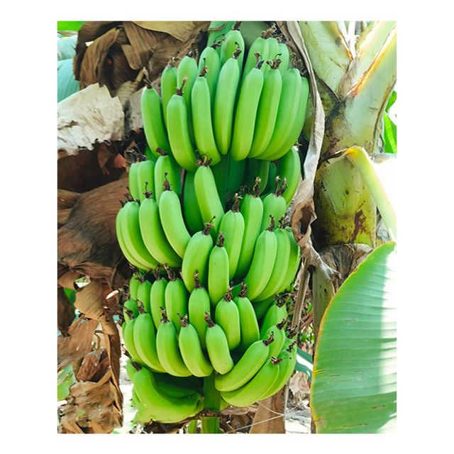 Most selling Premium Quality Fresh Bananas from Indian Supplier Buy Now at Affordable Price – product photo 6, product detail gallery