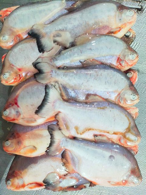 RED POMFRET WHOLE SALE FROM VIETNAM SUPPLIER - Image 5