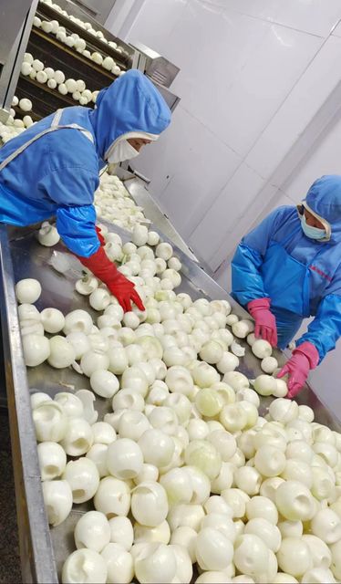 IQF Frozen onion whole/diced/strips Form diced, whole Delivery Form carton Supply Period All Year Round Origin Shandong / Gansu, China - Image 2