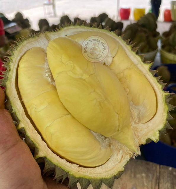 King of Fruits Premium Fresh Organic Whole Durian Mon Thong Original Taste From Thailand Rich & Creamy 3-4 PCS/BOX (Whole) - Image 1