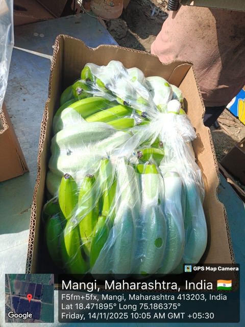 Cavendish Banana Origin India Quality Premium Net Weight 13 Kilo Gross Weight 14 Kilo Hand Size Options 4/5/6/7/8 Total Boxes Per Container - Image 3