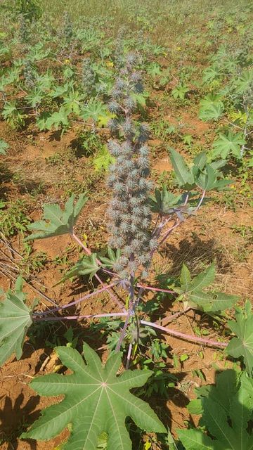 Castor beans - Image 5
