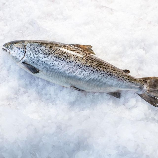 Premium Export Quality Frozen Atlantic Salmon Best Price Seafood for Restaurants Hotels Food Service and International Buyers - Image 4