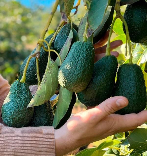 Hass Avocado - Image 2
