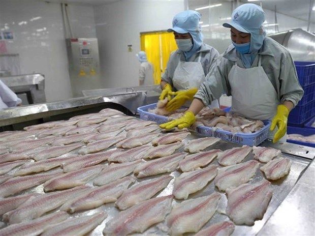 Frozen Pangasius Fillet/ Basa Fish Fillet Premium well-trimmed Good Price - Image 2