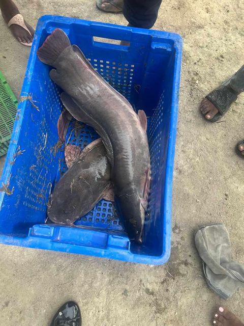 Catfish - Image 1