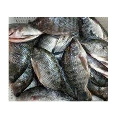 Frozen Whole Tilapia Fish Fresh Red Black Tilapia Cut Other Freshness Level Frozen Degree of Processing Other Features No Artificial Flavors, No Preservatives, Organic - Image 3
