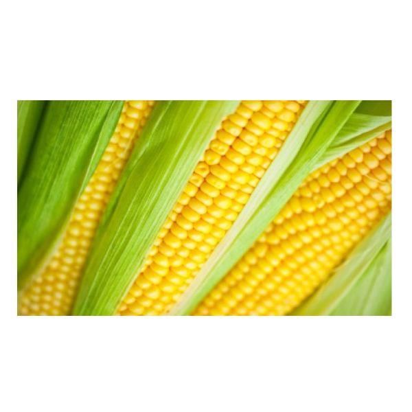 Fresh Corn Sweet Yellow Corn on Cob Wholesale Bulk Supplier Premium Quality - Image 4