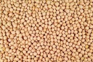 Soybean - Image 1