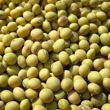 Wholesale Soya Beans - Image 3