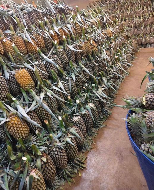 Fresh Pineapple - Image 6