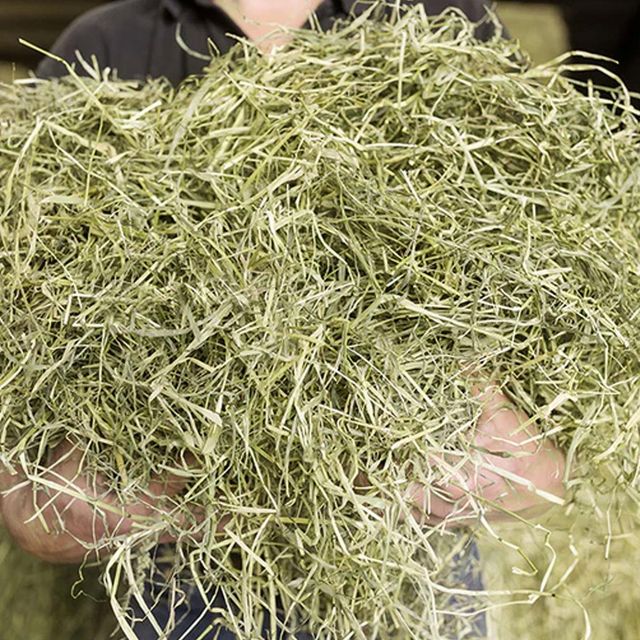 Timothy Hay Farm Fresh Green Fodder Ensuring Balanced Nutrition For Livestock Feeding - Image 1