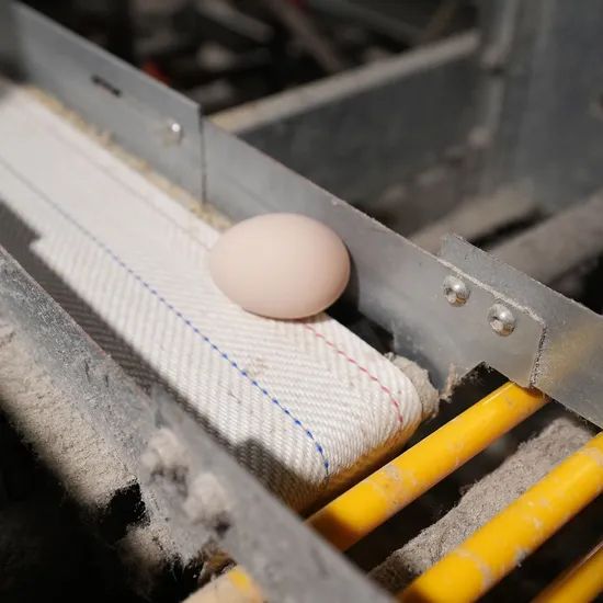 Automatic Layer Battery Cages for Poultry Farming Reliable Manufacturer - Image 4