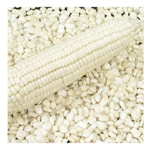 Top Selling Non GMO Yellow Maize Corn/ Yellow Corn & White Corn/Air Dried Yellow Maize Corn for Sale - Image 1