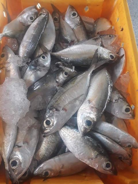 BIG EYE SCAD HOT SEASON NOW IN VIETNAM Content Fish Style Frozen Weight 10kg/ctn Ingredients Fish Variety Bigeye Scad Storage Type - Image 3