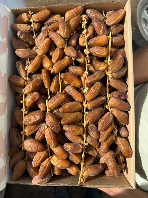 Premium Deglet Nour Dates on Branche - Algerian Origin - Image 1