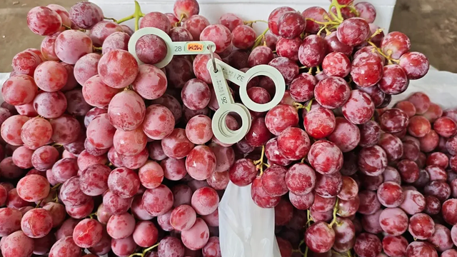 Enjoy Naturally Sweet Fresh Red Grapes |Carefully Cultivated Grapes In High Quality Vineyards 5Kg For Sale - Image 4