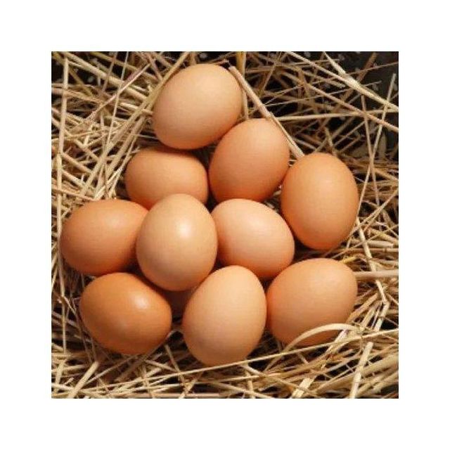 Fresh brown chicken eggs farm produced quality natural protein bulk supply - Image 3